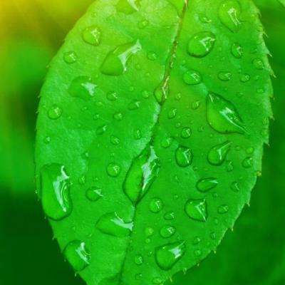花丛使者qq登陆版下载